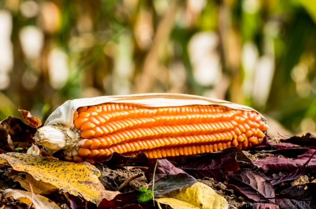 Pannocchia di Mais Spinato di Gandino