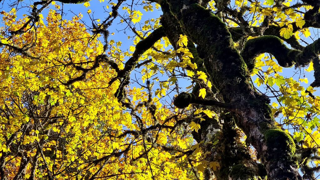Autunno in Valle di Terraegna, foto Stefano Ardito