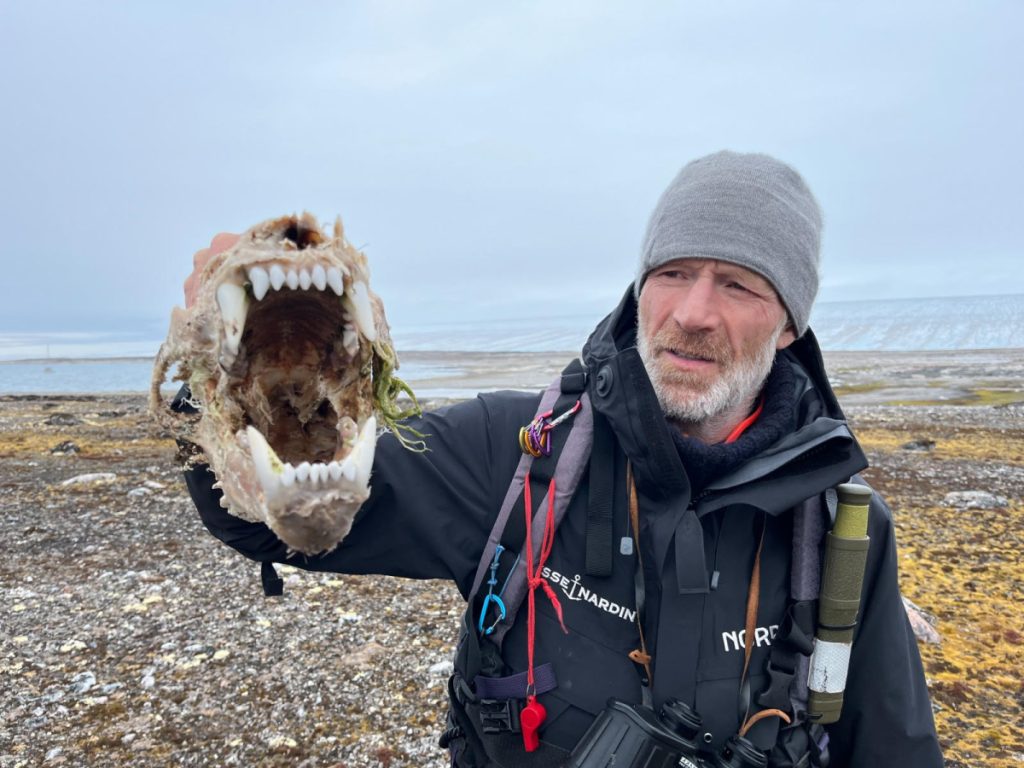 Resti di un orso cannibalizzato da suoi consimili