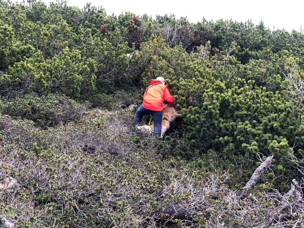 Addestramento estivo tra i mughi. Foto Tone Moling