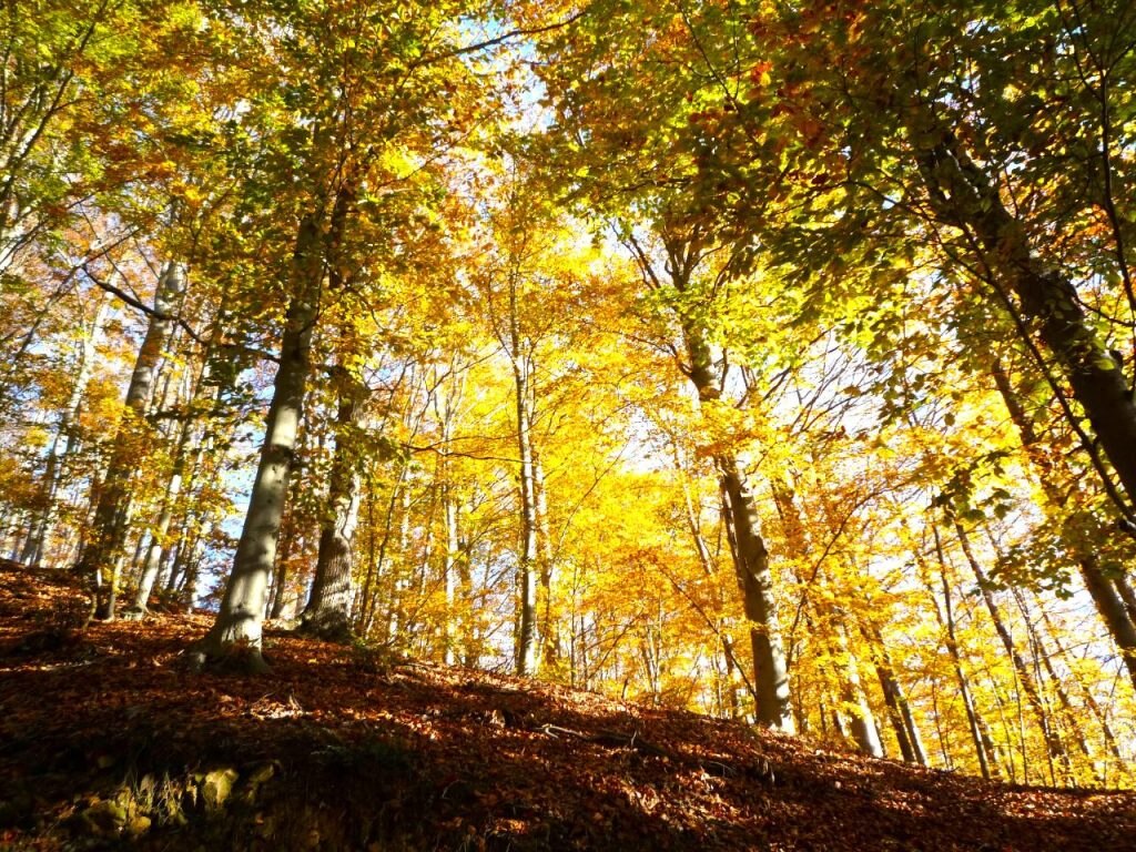 Boschi del Bric del Mazza, foto Lorenzo Volpe