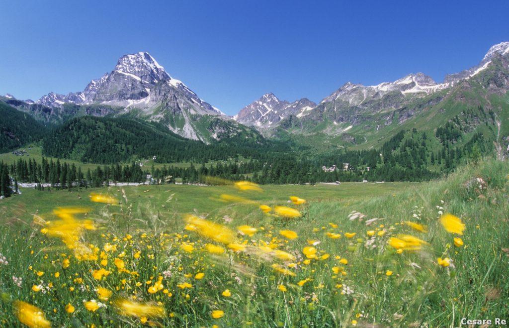 Il Monte Leone e il vento che muove i fiori. Ho piazzato il treppiede, attendendo che arrivasse la folata di vento. Il diaframma chiuso e il tempo di posa lungo, accentuato dall’utilizzo di un filtro polarizzatore (può togliere 2 stop, a seconda della regolazione), hanno reso l’effetto del vento. Nikon F90x; Nikkor 24 2,8 AIS; Fujichrome Velvia 50; treppiede; filtro polarizzatore.