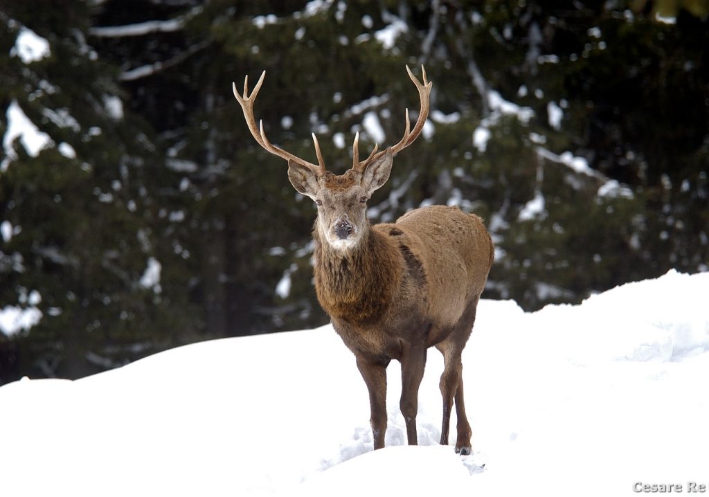 Cervo nella foresta di Paneveggio. Foto Cesare Re