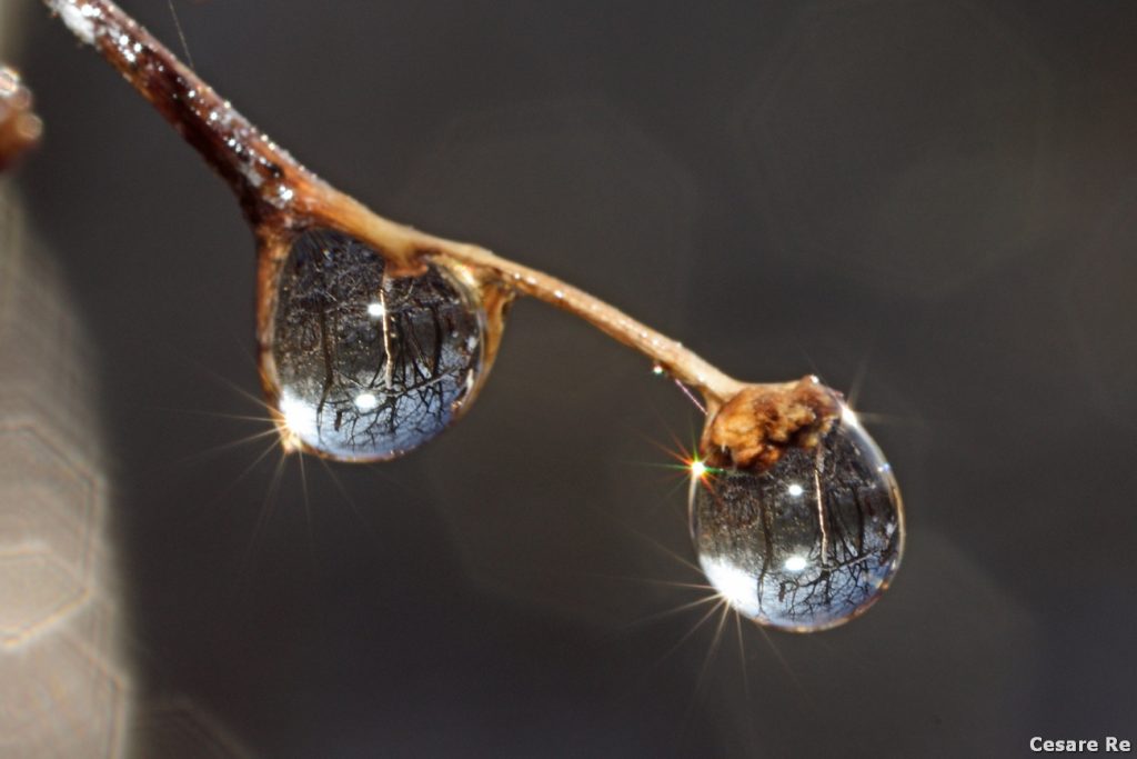 Due gocce d’acqua. Eh sì di acqua e non di ghiaccio, ma, infondo, sono la stessa materia, in stato diverso. Il soggetto era molto piccolo. Ho usato il macro da 105 mm. Il diaframma è chiuso a f /16, anche se lo sfondo risulta essere comunque non nitido. Il motivo è semplice: più ci si avvicina il soggetto e più la profondità di campo è limitata. Nikon D810; Micro Nikkor 105 2,8 AF. f/16; 1/125; iso 100; treppiede. Un leggero colpo di flash ha contribuito a “fermare” il soggetto. 