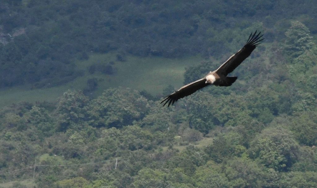 Grifone in valle del Raganello. Foto Stefano Ardito