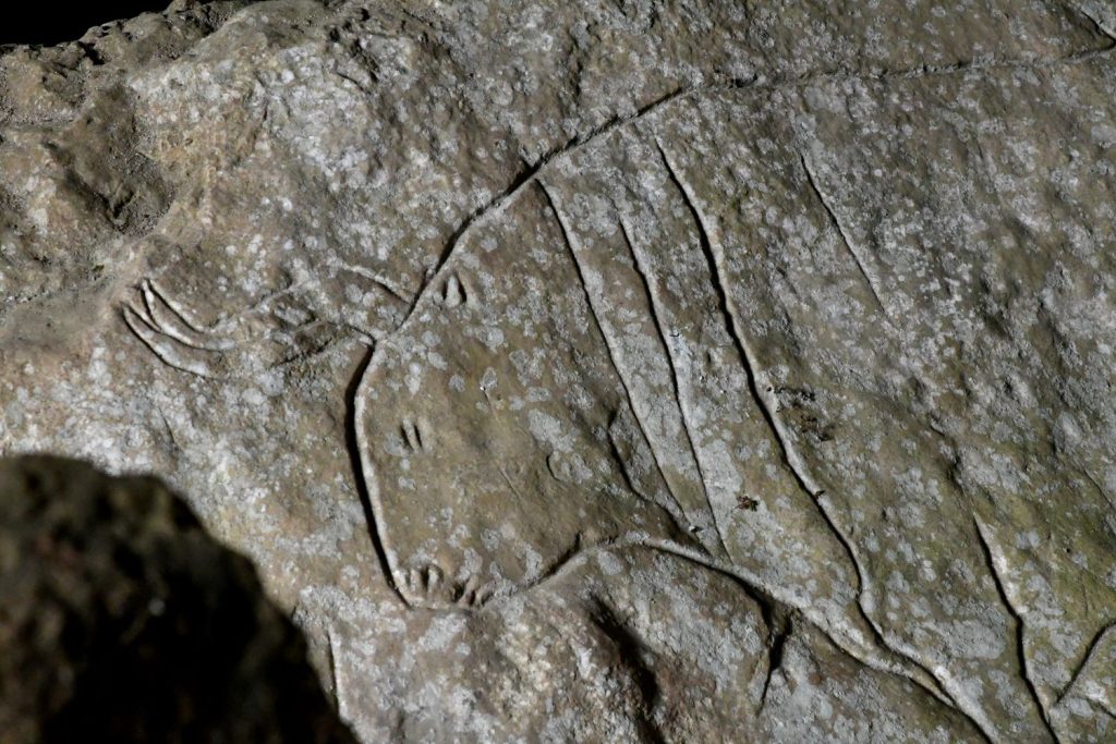 Grotta del Romito, il Bos Primigenius. Foto Stefano Ardito