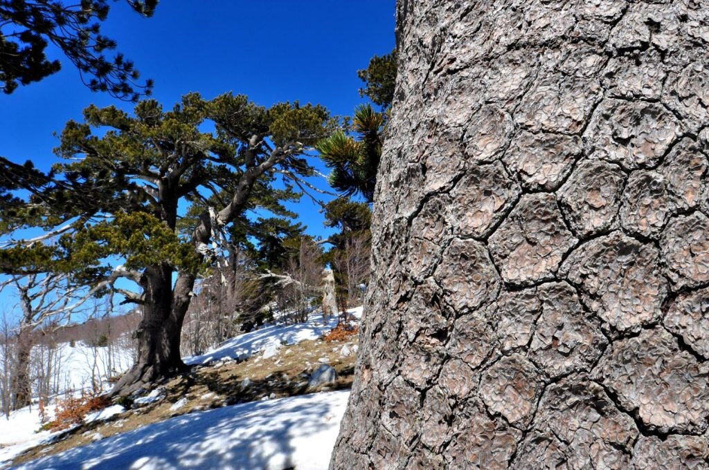 I pini loricati della Grande Porta. Foto Stefano Ardito
