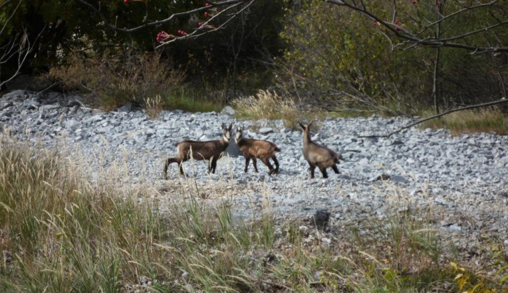 Incontri mattutini, foto Lorenzo Volpe