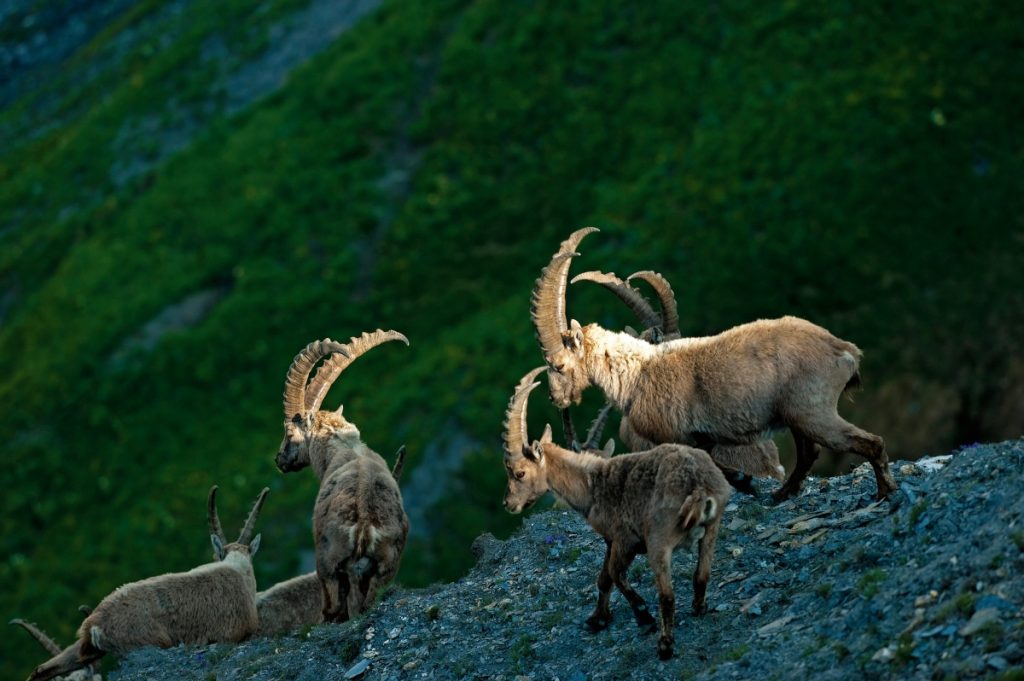 Incontri sul sentiero Foto Livio Piatta