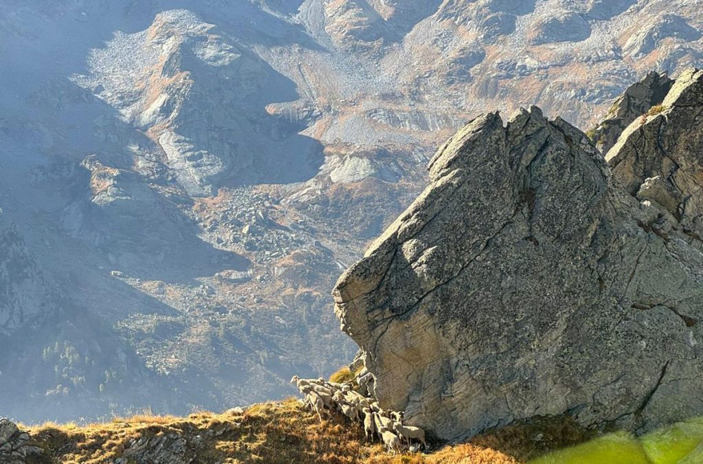 Una parte del gregge sulla cresta tra la Val ded Ferro e la Val Canali FB Luca Maspes