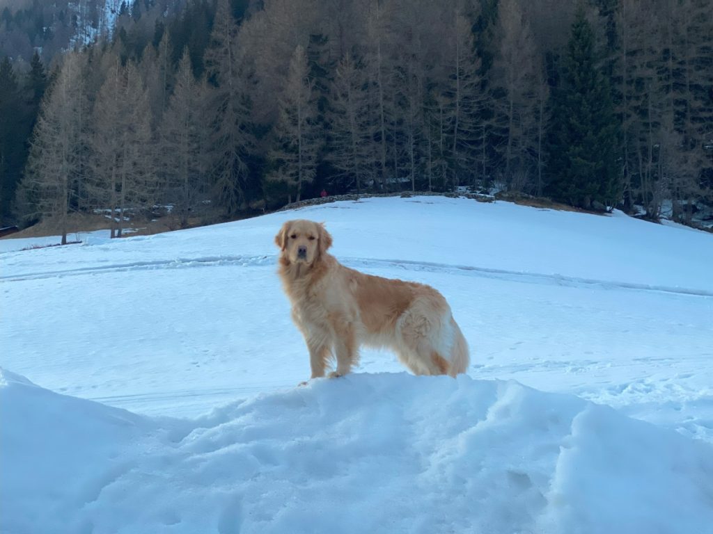 Maja in addestramento. Foto Tone Moling