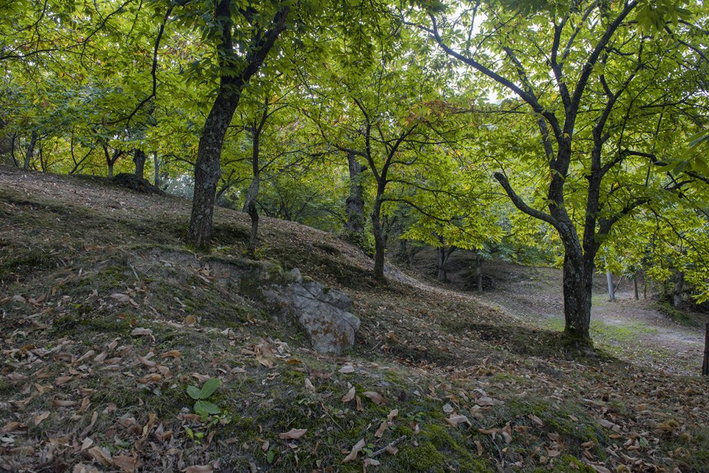Si procede tra i castagni Foto Roberto Carnevali