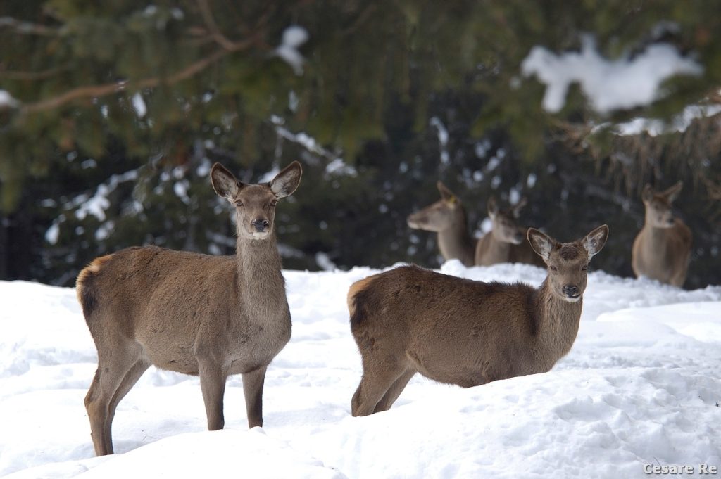 Cervi in Val Roseg. Foto Cesare Re