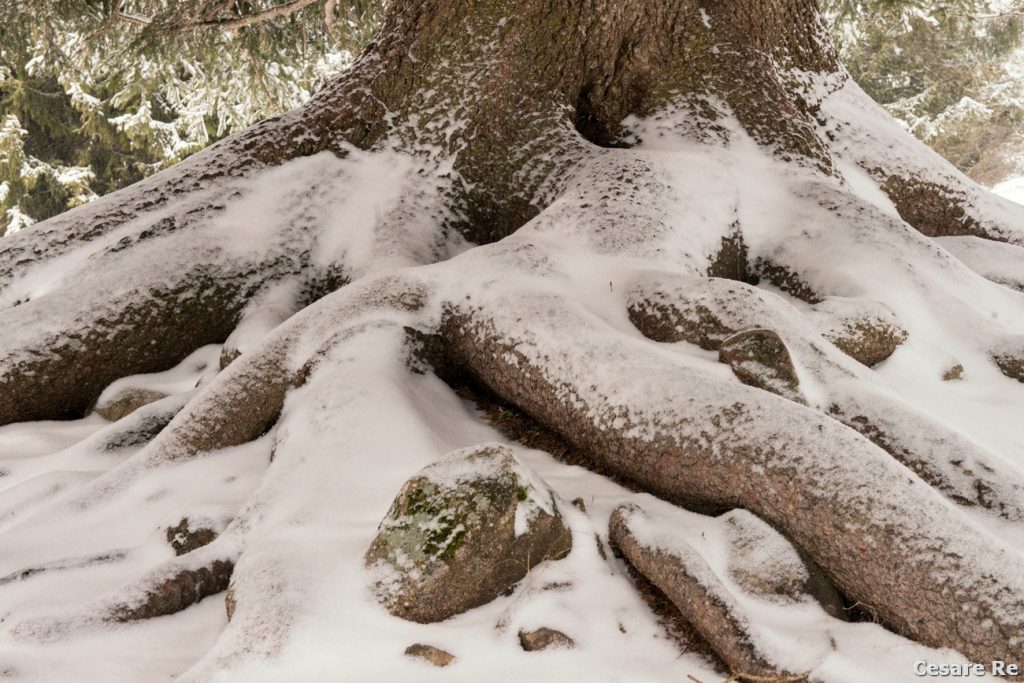 Un particolare di una radice, con la neve caduta dai rami e spolverata dal vento. Nikon D810; Nikkor 24-70 f 2,8 AFG; 1/30; f/11; ISO 100. Treppiede.