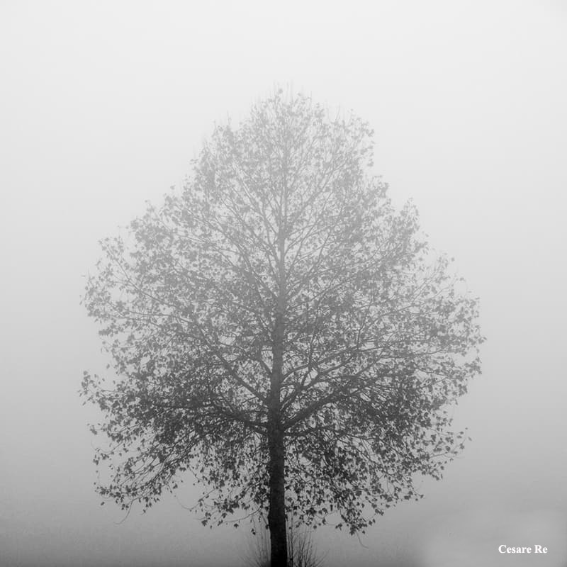 Tra nebbia e soggetti spogli e glabri. Il formato quadrato esalta la simmetria, con il soggetto posto al centro. Fujichrome XT3; 55-230; treppiede. Iso 200; f8; 1/250 sec. 