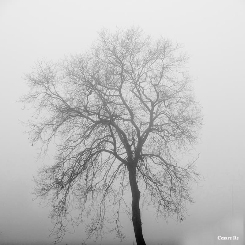 Tra nebbia e soggetti spogli e glabri. Il formato quadrato esalta la simmetria, con il soggetto posto al centro. Fujichrome XT3; 55-230; treppiede. Iso 200; f8; 1/250 sec.