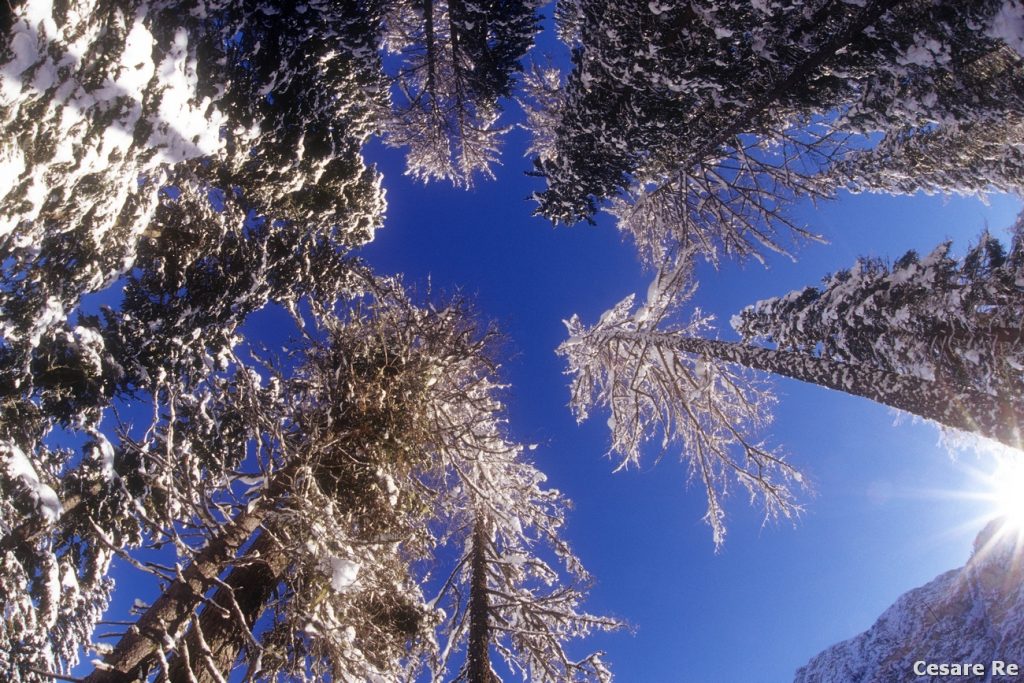 9) Una semplice inquadratura, puntando dal basso verso l’alto, con le linee degli alberi che convergono verso il centro dell’inquadratura. Nikon D850; Sigma 15 f2,8 AFD 1/125 sec; f/16; ISO 100.
