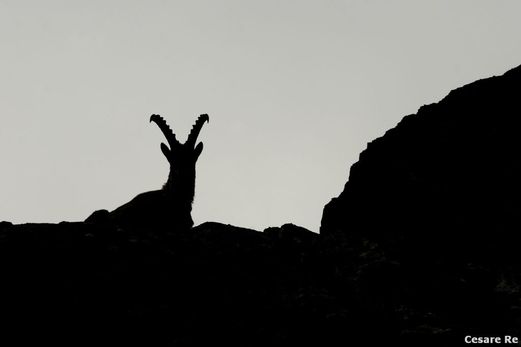 Silhouette di stambecco, in Valsesia, nei pressi del Col d’Olen. Il soggetto è in netta ombra. Si misura l’esposizione sulle luci, sottoesponendo nettamente, in modo da ottenere lo stambecco in silhouette. Dopo un controllo visivo e uno all’istogramma, si può intervenire in post produzione, se dovesse esserci ancora dettaglio e scurire ulteriormente il nero. Nikon D810; Nikkor 80-400 4,5/5,6 AFG VR 2; 1/320; f 8; iso 100.