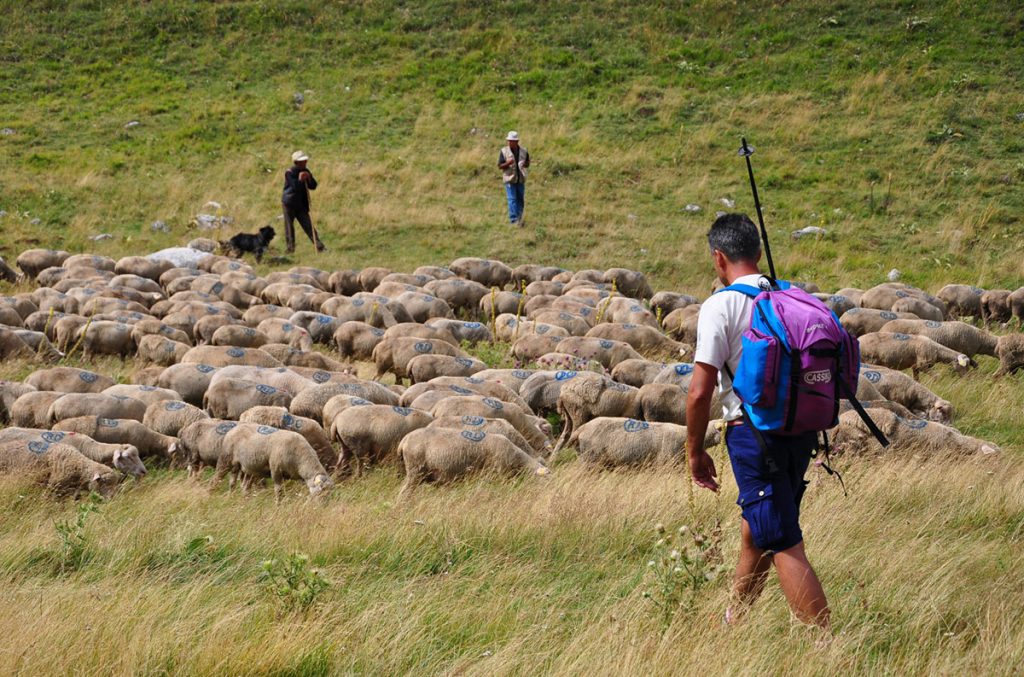 Escursionista e gregge a Campo Imperatore, foto Stefano Ardito