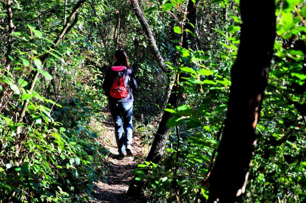 Nei fitti boschi del Conero, foto Stefano Ardito