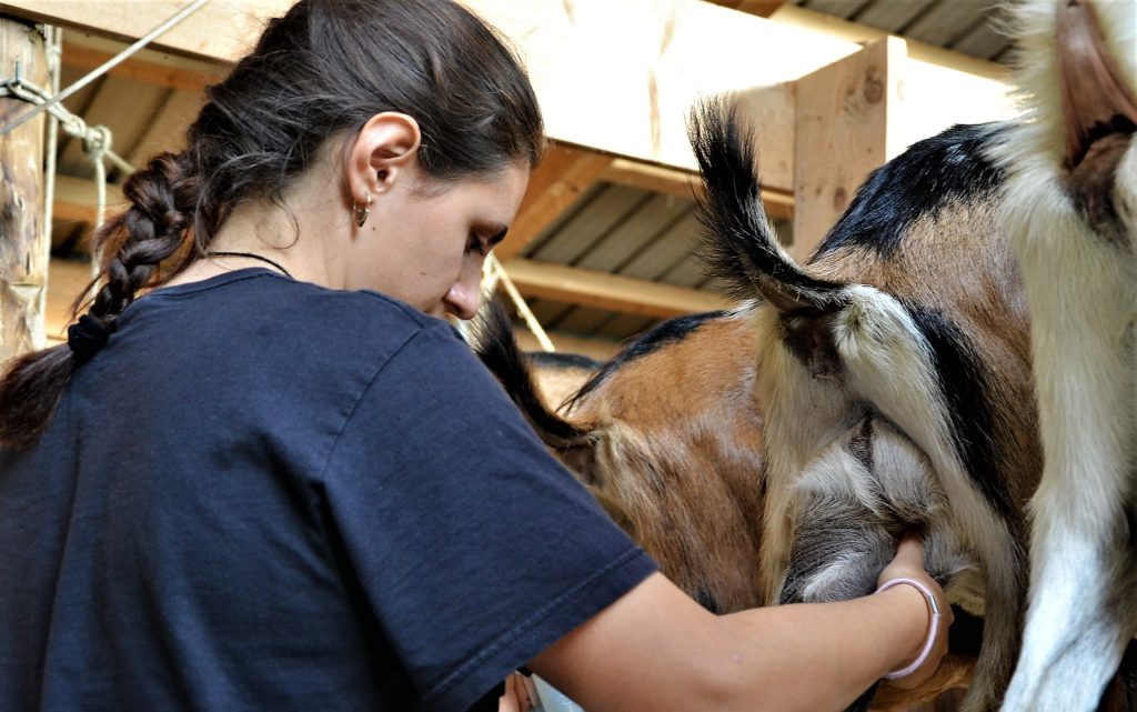 Nella stalla, foto di Luisa Vielmi