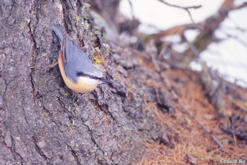 Picchio muratore accanto al sentiero. Foto Cesare Re
