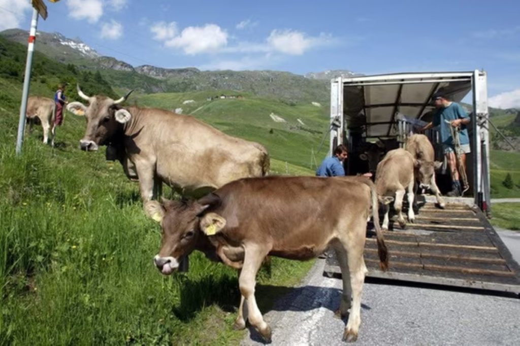 Stagione alpestre in Svizzera Foto @ Tv Svizzera