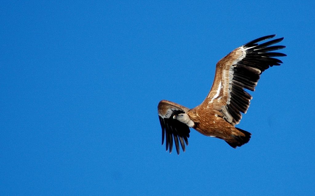 Un grifone sul Velino, foto Stefano Ardito