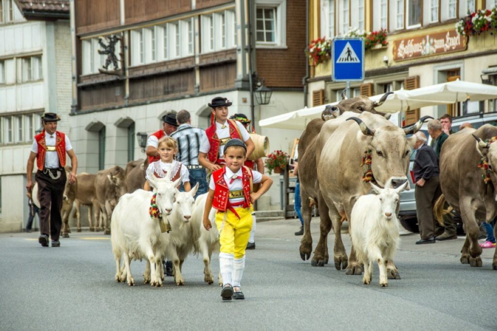 Un momento della transumanza in Svizzera. Foto Swiss Federalism