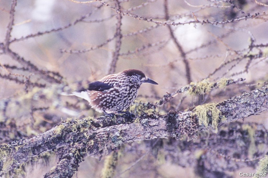 Una nocciolaia. Foto Cesare Re