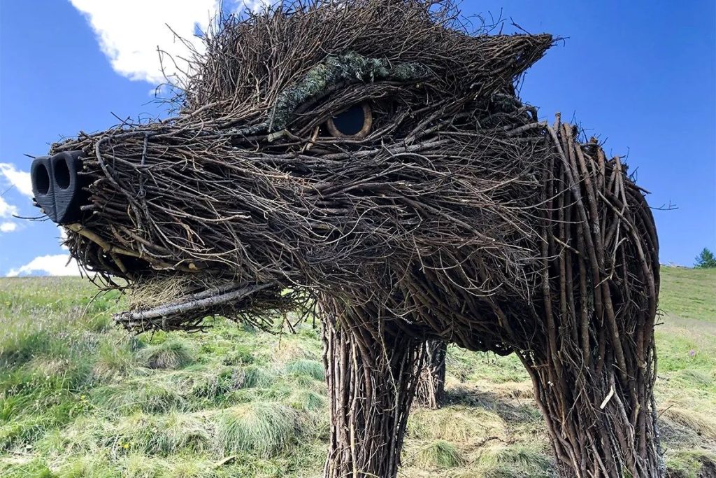 Uno dei cinque lupi del Buffaure