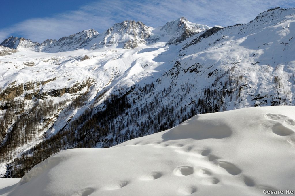 . La prima foto è stata scattata dalla galleria che si incontra lungo il sentiero. Il bordo superiore della galleria incornicia il gruppo montuoso e ovviando alla presenza di un cielo poco significativo e sgombro di nubi. Ho misurato in spot la neve, sovraesponendo di 1,5 stop, rispetto al valore suggerito dall’esposimetro della mia Nikon D700. Nel secondo caso, visto che il cielo era sempre limpido e terso, senza nuvole, ho inquadrato il primo piano, riprendendo anche le tracce degli ungulati.    