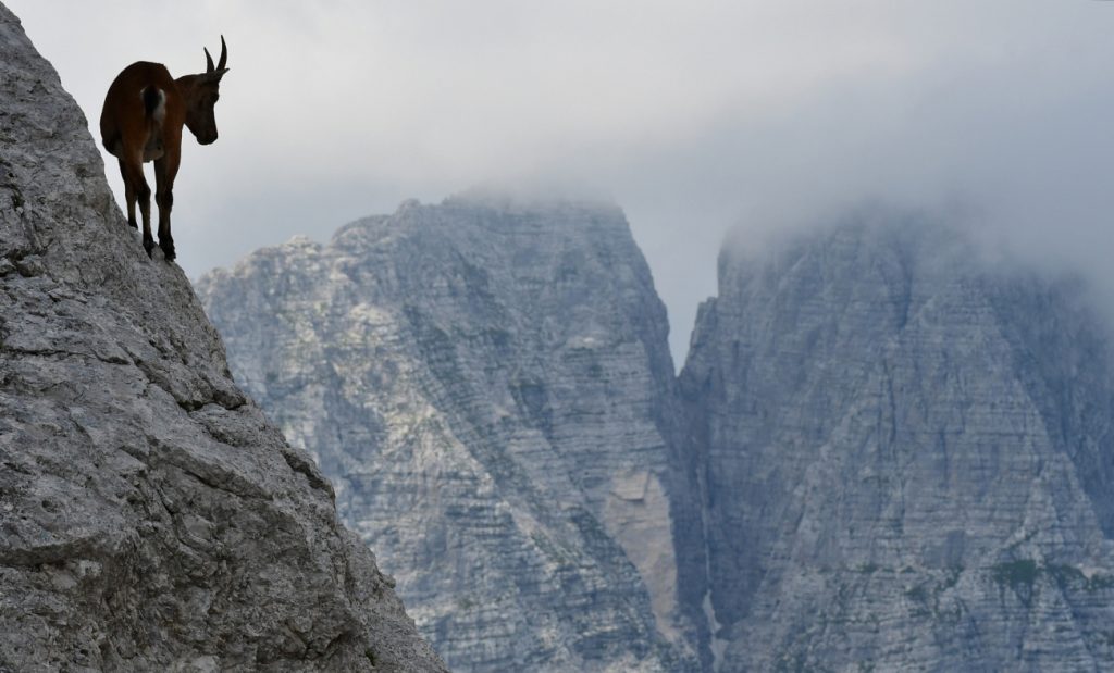 A Sella Nabois, Alpi Giulie, foto Stefano Ardito