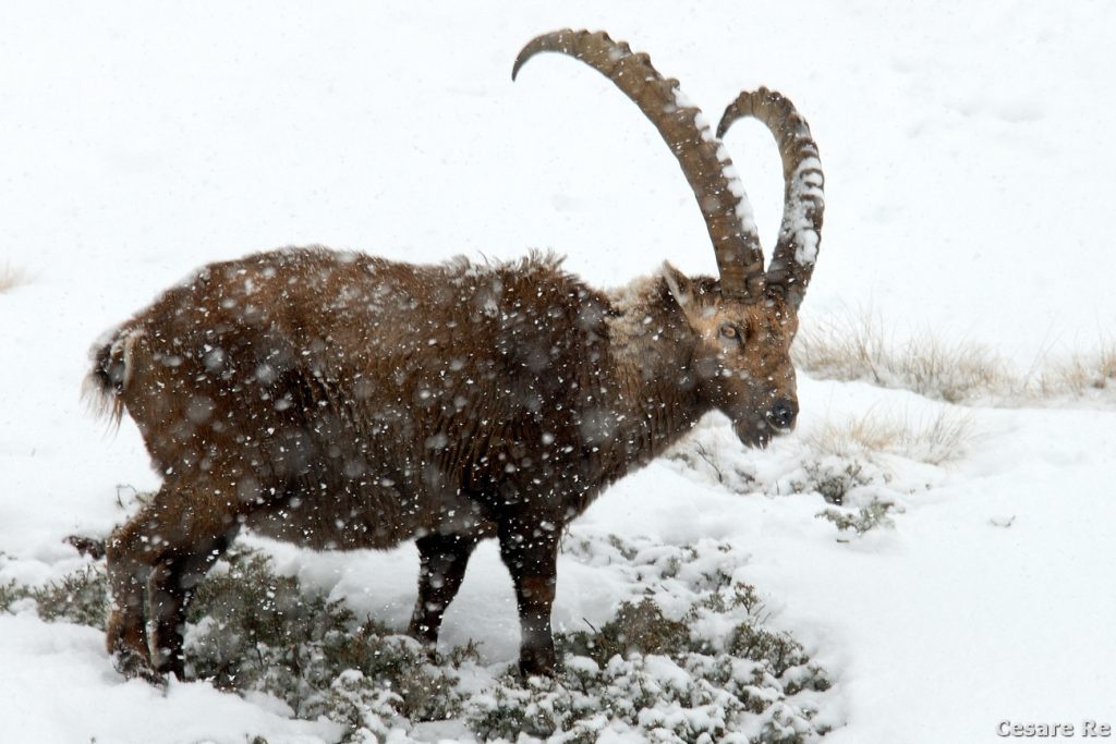 In Valsavarenche, salendo verso il vallone delle Meyes. Stambecco sotto un’abbondante nevicata. La neve è molto visibile proprio davanti alla sagoma scura del soggetto. L’esposizione, in spot, è stata effettuata in spot sul pelo, in modo da non rischiare che l’esposimetro fosse ingannato dalla neve circostante, molto luminosa. Nikon D300; Nikkor 300 f4 af. ISO 400; 1/250; f4