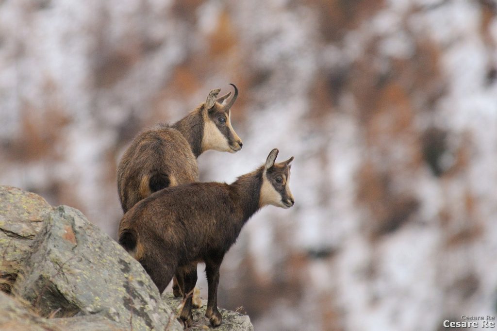 ISO ALTI? Non sono abituato ad alzare la sensibilità. Le mie immagini sono prevalentemente destinate alla stampa tipografica. Difficilmente scatto con iso sopra i 100. A volte, raramente, nella fotografia di animali alzo la sensibilità, a 400, 500, 640 iso. In questo caso, però, ho proprio esagerato, arrivando addirittura a 800 iso. Aveva quasi smesso di nevicare. La luce era poca, il sole stava per nascondersi dietro i contrafforti della Valnontey. Senza alzare gli iso ad almeno 800 iso, vista la poca luce, avrei ottenuto una foto mossa, anche per il movimento dei due camosci. Il diaframma è un f8. Non ho utilizzato la massima apertura di 5,6, per aumentare un po’ la profondità di campo della focale di 400 mm, visto che i soggetti sono su due piani diversi. Nikon D800; Nikkor 80-400 VR 2; 4,5/5,6.