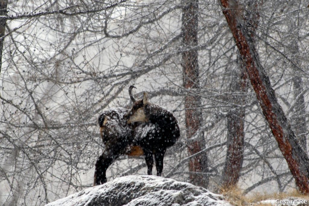 Nevicata molto intensa, salendo al rifugio Vittorio Emanuele, per la realizzazione di un libro di escursioni invernali. Sono parecchi i camosci che incontro lungo la salita. La maggior difficoltà, in questo caso, è stata proteggere l’ottica dalla neve, molto fitta. Un tempo di posa di 1/320, con una sensibilità ISO di 400 e un'apertura del diaframma a f/5,6 sono stati sufficienti per fermare la neve. Impossibile, o quasi, mettere a fuoco l’occhio del soggetto. In questo caso, però, ciò che conta è la neve e l’ambiente circostante, non solo il camoscio. 7) Nevicata molto intensa, sempre in Valsavarenche. Nikon D800; Nikkor 80-400 VR 2; 