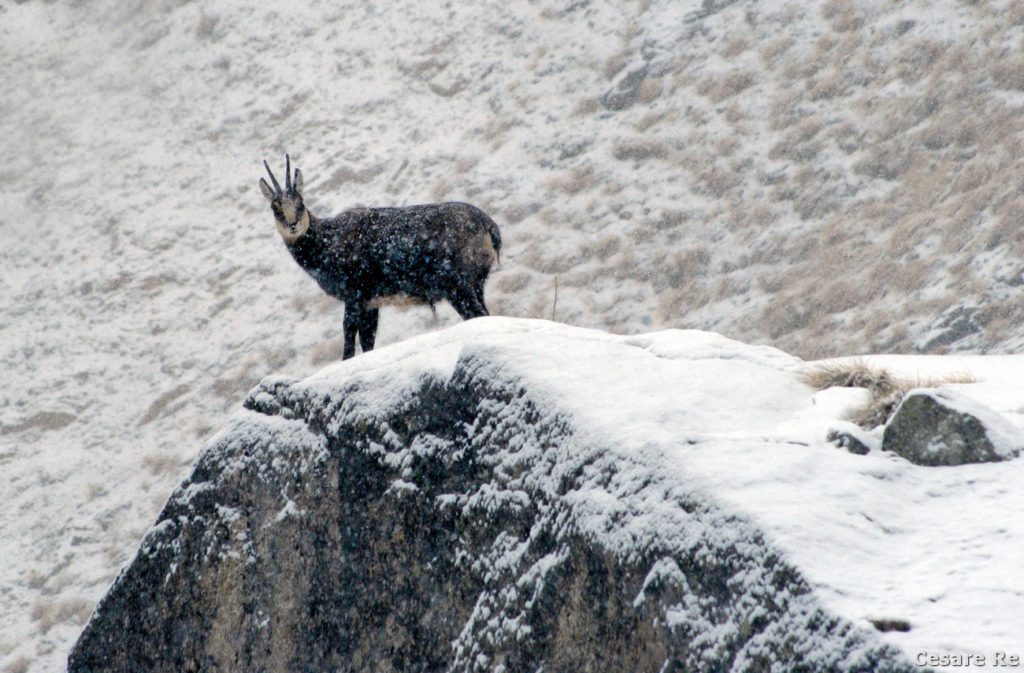 Nevicata molto intensa, sempre in Valsavarenche. Nikon D800; Nikkor 80-400 VR 2; 4,5/5,6. In questo scatto è evidente che la neve si veda maggiormente sulla superficie scura del camoscio. Nikon D800; Nikkor 80-400 VR 2; 4,5/5,6. Iso 640; f 5,6; 1/250. 