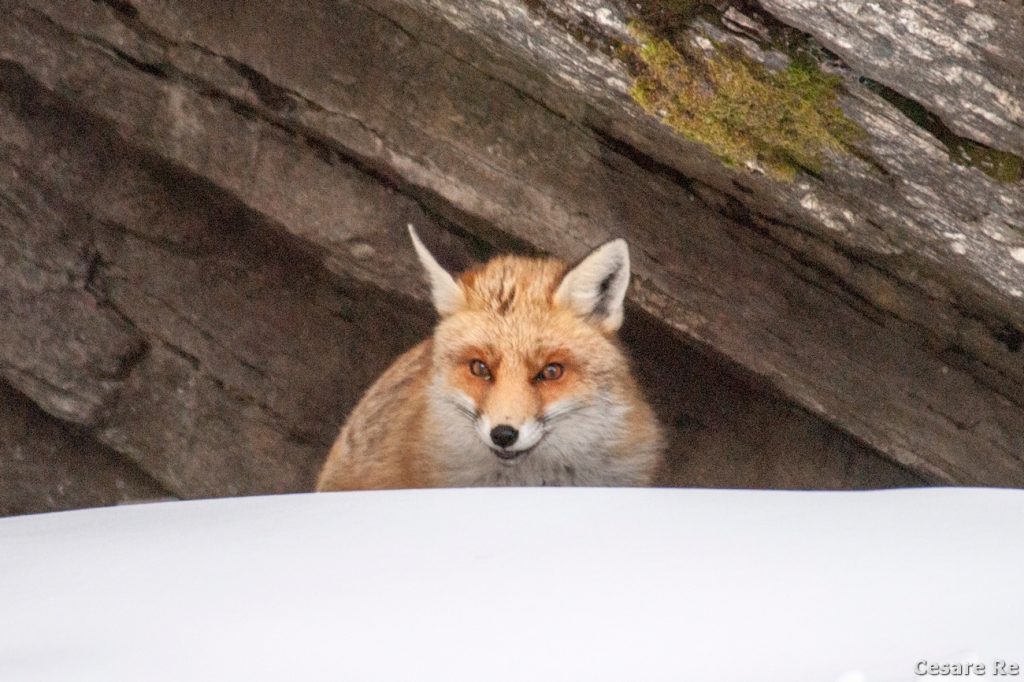 Volpe al riparo, mentre nevica. Si sa…è furba, mica si bagna. Nikon D300; Nikkor 80-400 VR 1. 