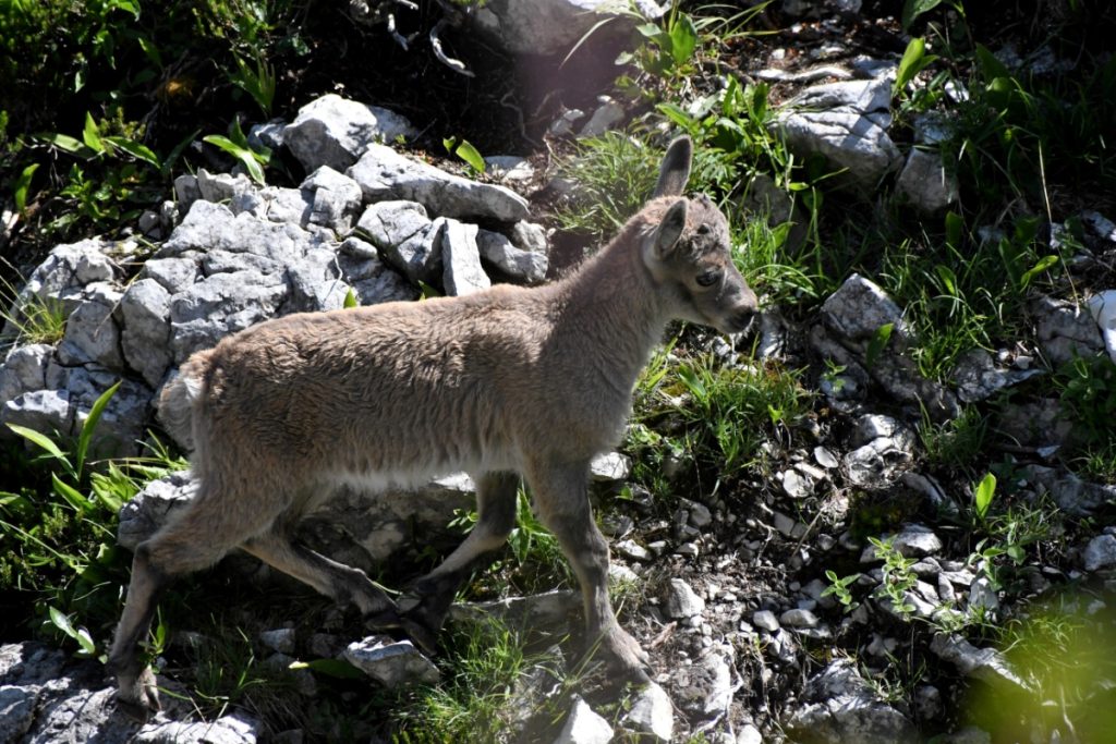 Cucciolo di stambecco ai piedi del Montasio in Friuli, foto Stefano Ardito