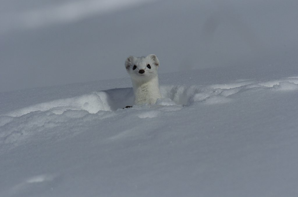 Difficile scorgere un ermellino nella neve. Foto Mario Barito
