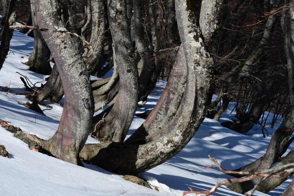 Jacci di Verre, i faggi torti, foto SA