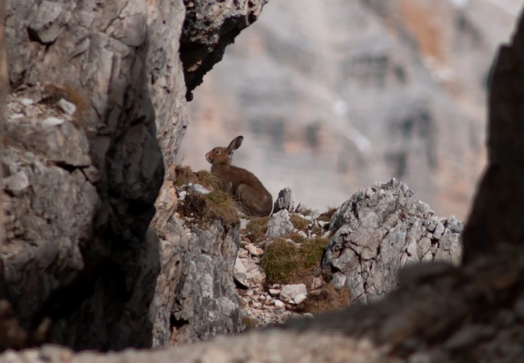 Lepre variabile in estate
