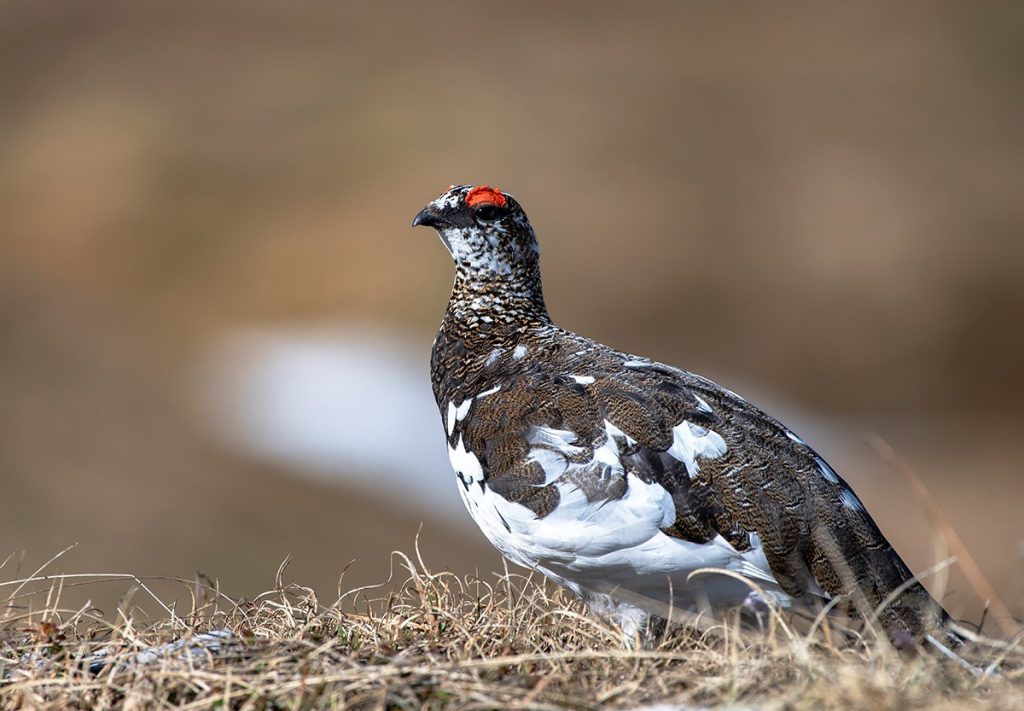 Pernice bianca in veste estiva. Foto Mario Barito