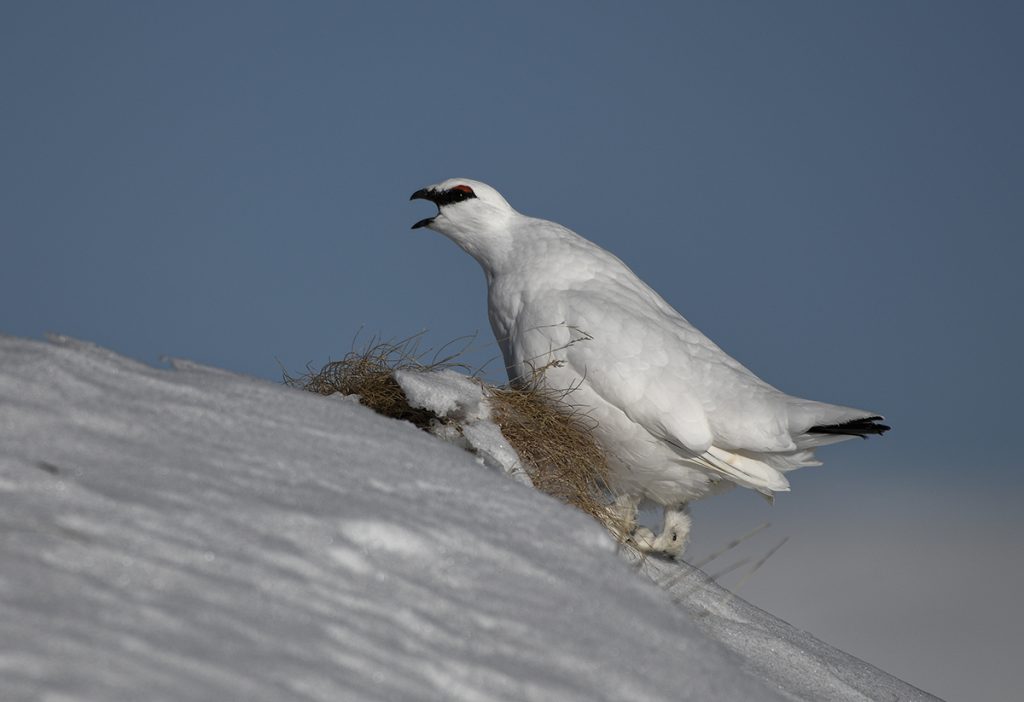 Pernice bianca. Foto Mario Barito