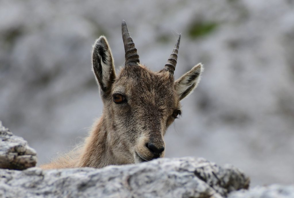 Primo piano diurno. Sarà sempre più raro. Foto Stefano Ardito