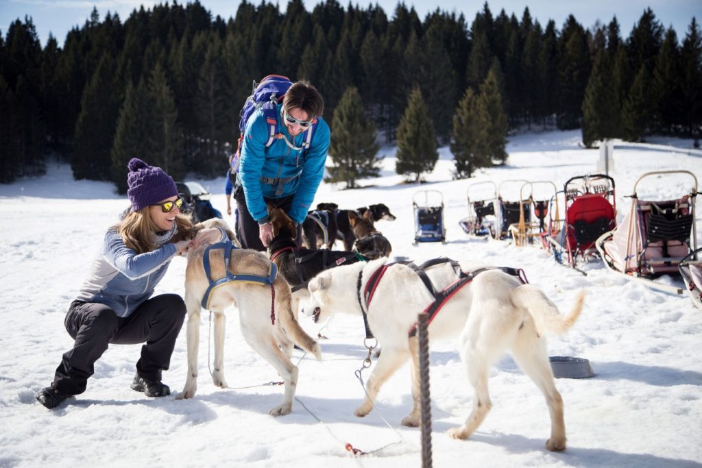 Sleddog a Malga Millegrobbe