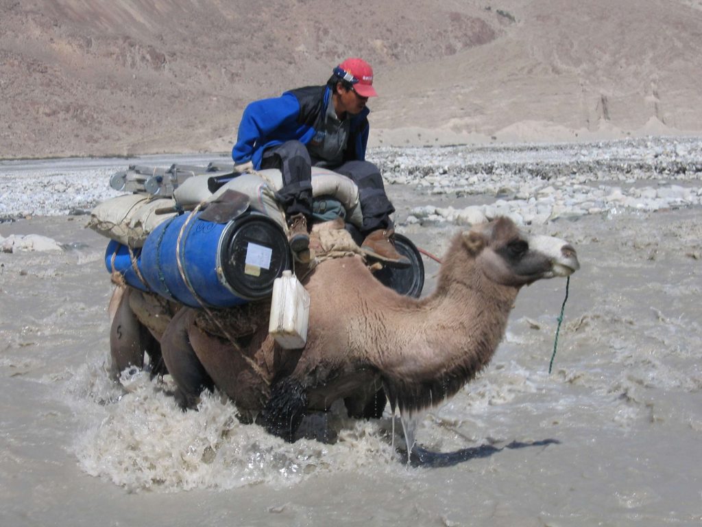 Un guado in groppa a un cammello ai piedi del versante Nord del K2, foto Michele Comi