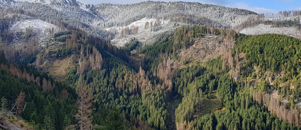 Una foresta del Trentino danneggiata dal Bostrico Foto Servizio Foreste Provincia di Trento