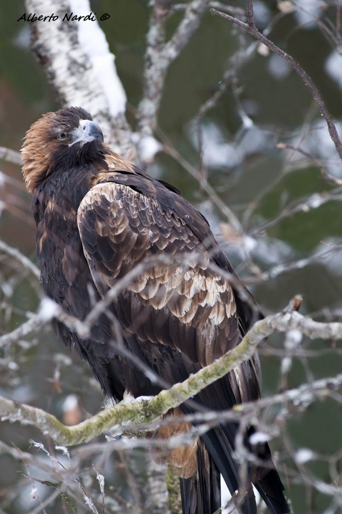Alberto Nardi © -  Aquila reale (Aquila chrysaetos)         
 
Golden Eagle (Aquila chrysaetos),