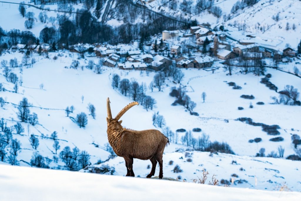 Uno stambecco osserva dall